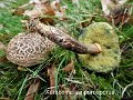 Xerocomellus porosporus-amf316